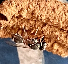 Paraleptomenes miniatus