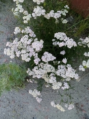 Achillea millefolium