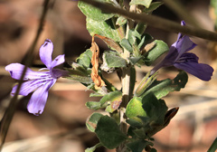 Dyschoriste rogersii