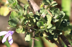 Dyschoriste rogersii