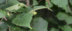 Corylus heterophylla