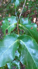 Pyrostria