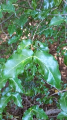 Pyrostria