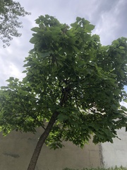 Catalpa