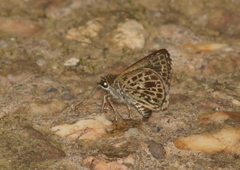 Sovia albipectus