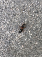 Staphylinus caesareus