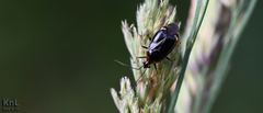 Deraeocoris ater