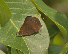 Arhopala centaurus