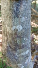 Pyrostria