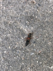 Staphylinus caesareus