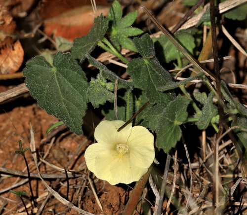 Image of Pavonia burchellii by (c) Wynand Uys, some rights reserved (CC BY)