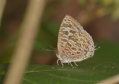Arhopala aberrans