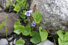 Viola epipsiloides
