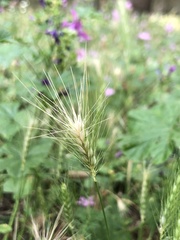 Hordeum murinum