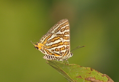 Cigaritis vulcanus