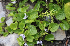Viola epipsiloides