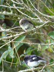 Petroica macrocephala