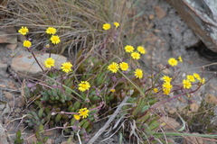 Crassothonna cacalioides