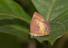 Arhopala perimuta