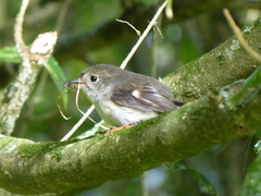 Petroica macrocephala