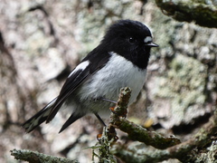 Petroica macrocephala