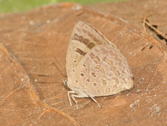Arhopala aeeta