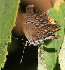 Freyeria trochylus