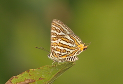 Cigaritis vulcanus