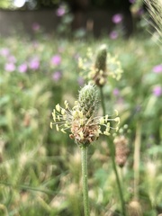 Plantago lanceolata