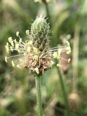 Plantago lanceolata