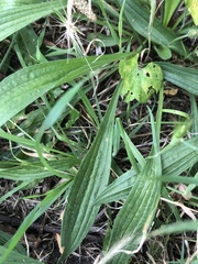 Plantago lanceolata