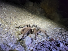 Aphonopelma chalcodes