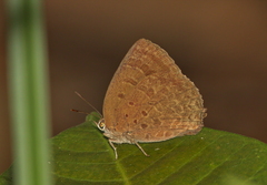 Arhopala asopia