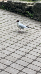 Chroicocephalus ridibundus