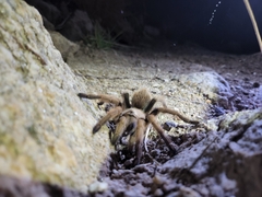 Aphonopelma chalcodes