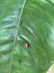 Harmonia axyridis