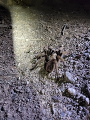 Aphonopelma chalcodes