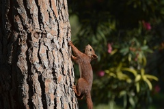Sciurus vulgaris