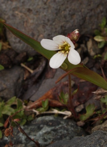 Siberian Saxifrage