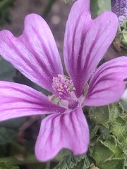 Malva sylvestris