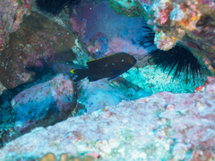 Plectroglyphidodon apicalis