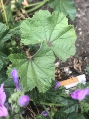 Malva sylvestris