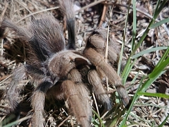 Aphonopelma chalcodes