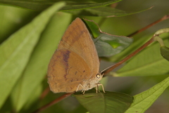 Arhopala fulla