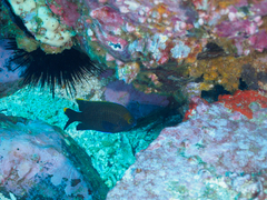 Plectroglyphidodon apicalis