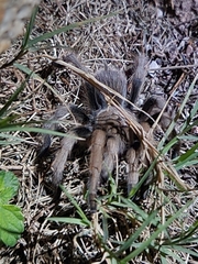 Aphonopelma chalcodes