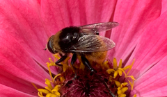 Merodon equestris