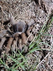 Aphonopelma chalcodes