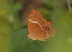 Abisara bifasciata