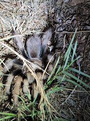 Aphonopelma chalcodes